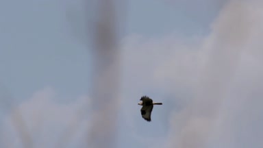 Gökyüzünde uçan kaba bacaklı şahin doğal görünümünü