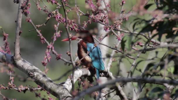 Close Shot White Breasted Kingfisher Tree — Stock Video