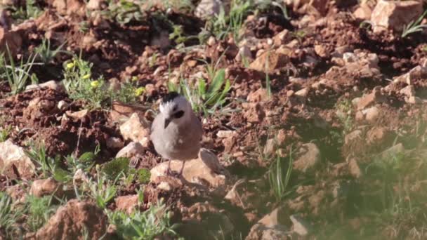 Escénico Vista Eurasian Jay Pájaro Suelo — Vídeos de Stock