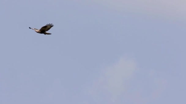 Vista Panorâmica Buzzard Pernas Ásperas Voando Céu — Vídeo de Stock