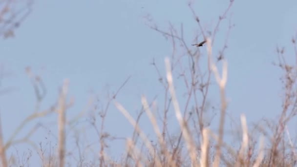 Scenic View Rough Legged Buzzard Flying Sky — Stock Video