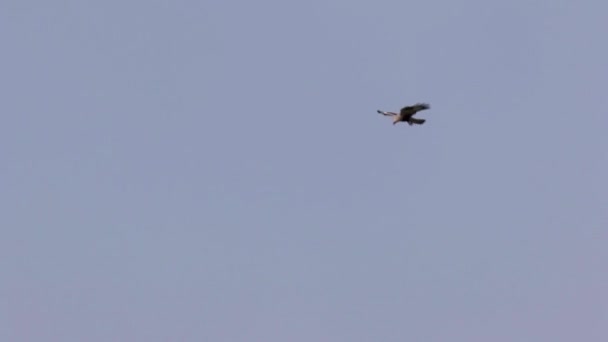 Vista Panorâmica Buzzard Pernas Ásperas Voando Céu — Vídeo de Stock