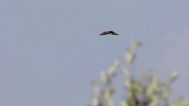 Kerkenez güzel çekim sinek