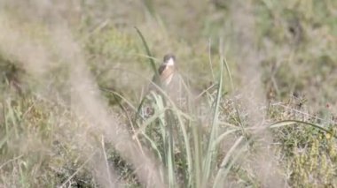 Dal üzerinde oturan Stonechat kuş görünümü