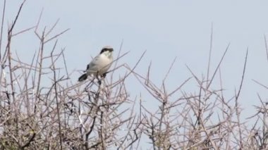 Büyük Bozkır örümcek kuşu kuş ayakta dal