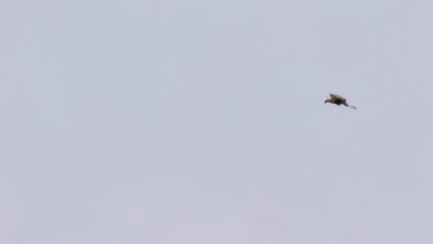 Vue Panoramique Buse Pattes Rugueuses Volant Dans Ciel — Video