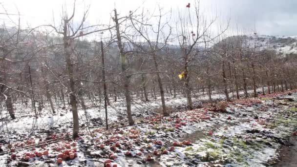 Elma Bahçelerinde Golan Tepeleri Srail Kar Altında — Stok video