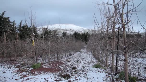 ゴラン高原 イスラエル共和国で積雪下でリンゴの果樹園 — ストック動画