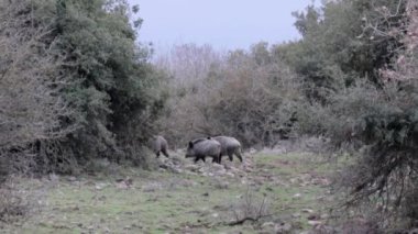 Yabandomuzu yürüyüş ve ormanda yiyecek arayan grubu