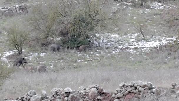 Gruppo Cinghiali Che Camminano Cercano Cibo Nella Foresta — Video Stock