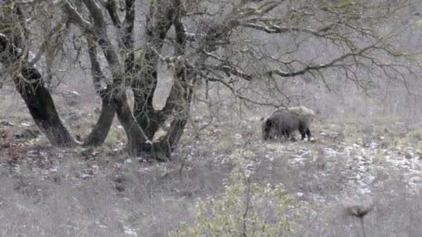 Aussichtsreiche Aussicht Auf Wildschweine Beim Spazierengehen Und Essen Wald — Stockvideo