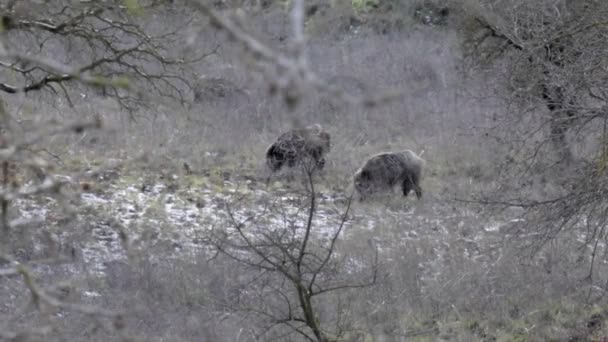 一群野猪漫步在森林中寻找食物 — 图库视频影像