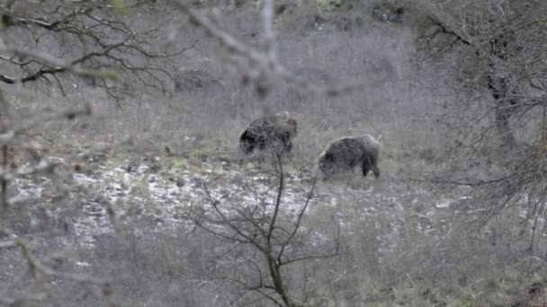 Grupo Javalis Caminhando Procurando Comida Floresta — Vídeo de Stock