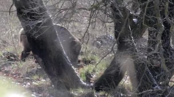 野生野猪在森林中行走和进食的景观观 — 图库视频影像