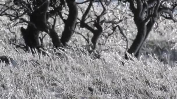 Monochromatyczne Widok Trawy Boisku Wietrznej Pogody — Wideo stockowe