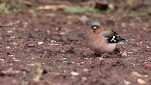 Close View Chaffinch Bird Feeding Ground — Stock Video