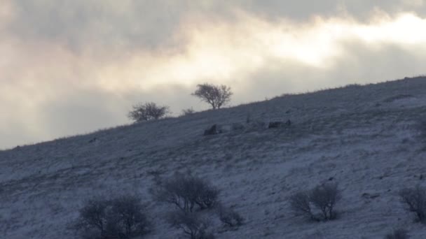 Widok Wzgórza Pokryte Śniegiem Avital Golan Heights — Wideo stockowe