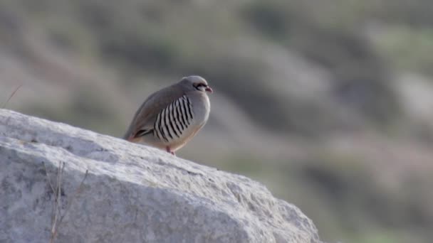 View Chukar Partridge Bird Standing Rock — Stock Video