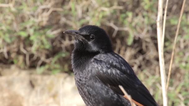 Μαύρο Tristram Grackle Στέκεται Πάνω Βράχο — Αρχείο Βίντεο