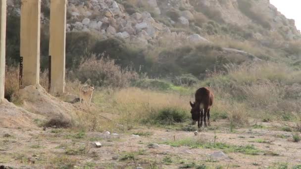 看门狗 Woofing 在孤独的驴子附近被遗弃的房子 — 图库视频影像