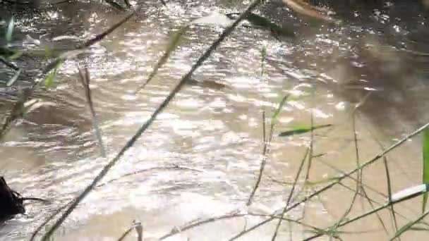 Stäng Vatten Rinner Jordan River Israel — Stockvideo