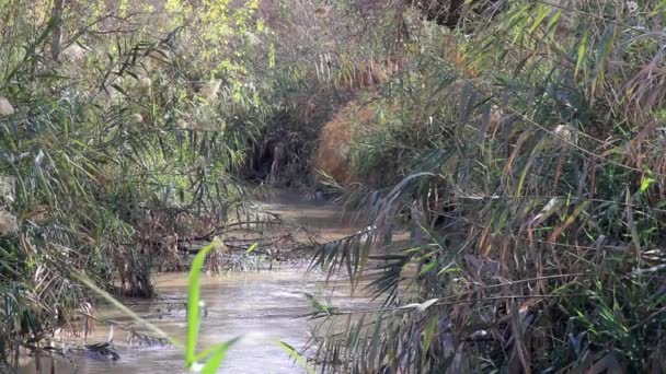 Κλείστε Την Προβολή Της Ροής Του Νερού Στον Ποταμό Ιορδάνη — Αρχείο Βίντεο