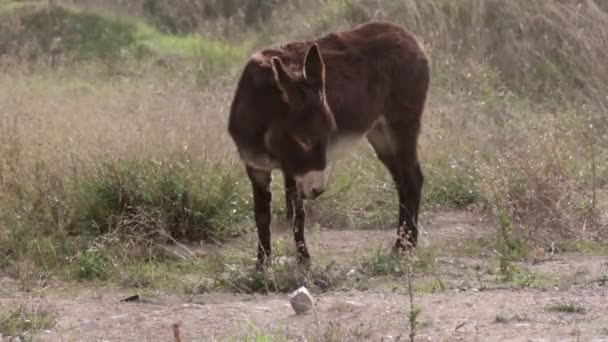 Burro Solitário Comendo Grama Campo — Vídeo de Stock