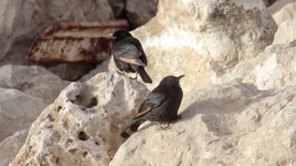 一对灰鸟坐在岩石上 — 图库视频影像