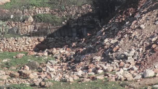 Tractor Empujando Basura Arena Barrio Palestino — Vídeos de Stock