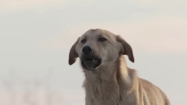 Vista Cercana Del Perro Guardián Ladrando Sobre Fondo Claro — Vídeos de Stock