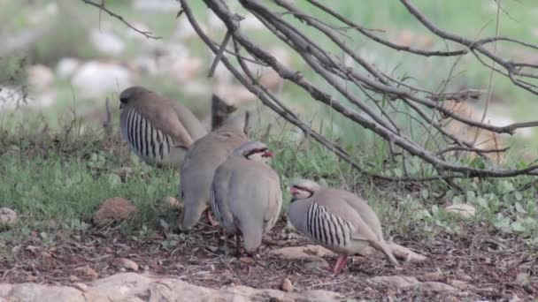 Vue Des Oiseaux Perdrix Tchoukar Debout Sur Sol — Video