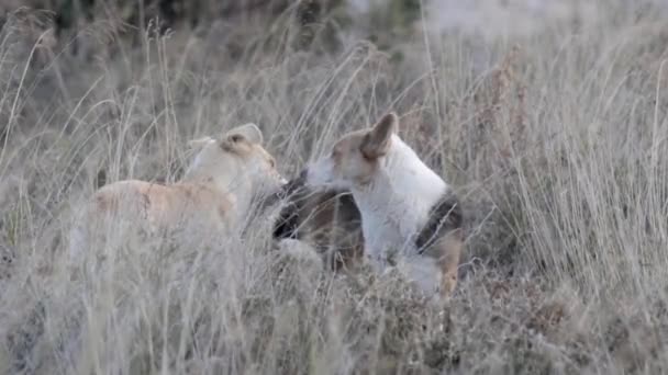 Cães selvagens descansando na encosta — Vídeo de Stock