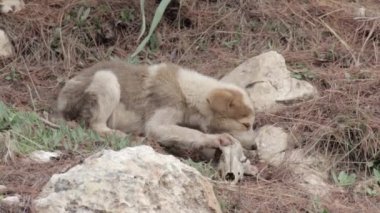 Vahşi doğada kemikten köpek besleme