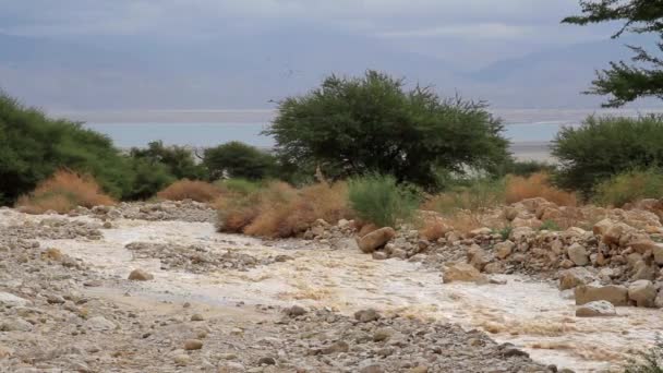 Vista Panoramica Delle Inondazioni Nel Mar Morto Nel Deserto Della — Video Stock