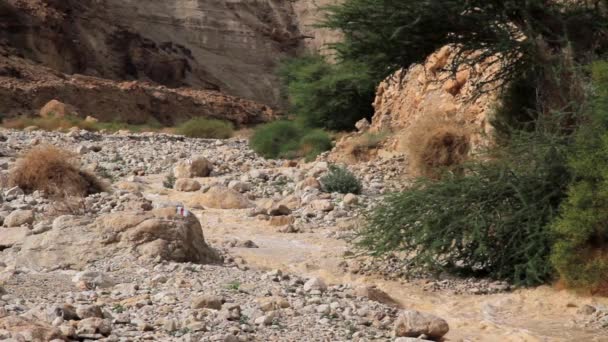 Γραφική Θέα Στιγμιαία Πλημμύρα Στην Έρημο Negev Του Ισραήλ — Αρχείο Βίντεο