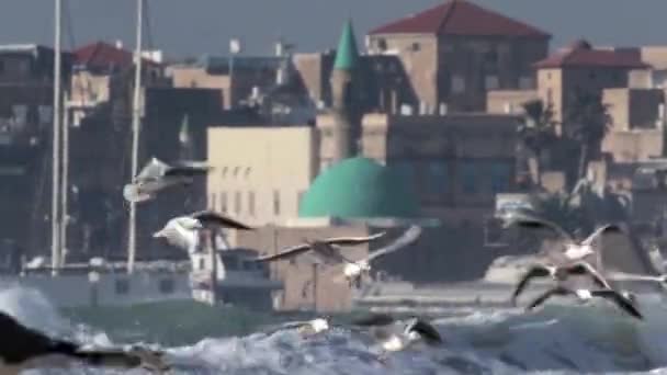 Vista Gaivotas Tempo Tempestuoso Praia Acre Israel — Vídeo de Stock