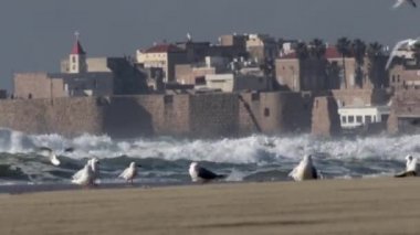 Martılar fırtınalı havalarda görünümünü Acre Beach, İsrail