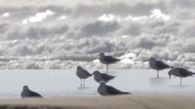 Martılar fırtınalı havalarda görünümünü Acre Beach, İsrail
