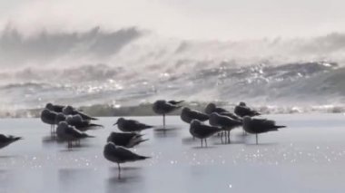 Martılar fırtınalı havalarda görünümünü Acre Beach, İsrail