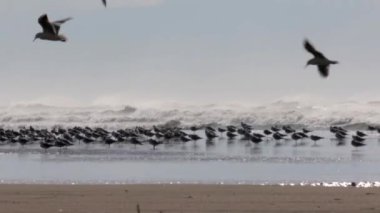 Martılar fırtınalı havalarda görünümünü Acre Beach, İsrail