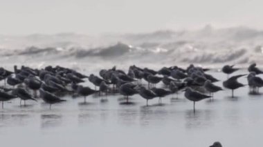 Martılar fırtınalı havalarda görünümünü Acre Beach, İsrail
