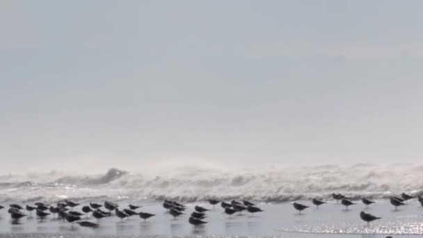 Veduta Dei Gabbiani Tempo Tempestoso Sulla Spiaggia Acri Israele — Video Stock
