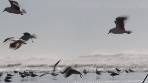 以色列英亩海滩暴风雨天气中的海鸥观 — 图库视频影像