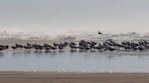 Martılar Fırtınalı Havalarda Görünümünü Acre Beach Srail — Stok video