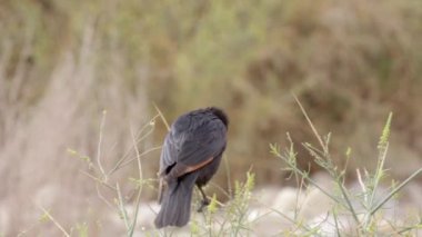 Tristram grackle duran kayanın üzerine siyah