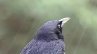 Tristram grackle ayakta kaya yağmur altında siyah