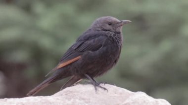 Tristram grackle duran kayanın üzerine siyah