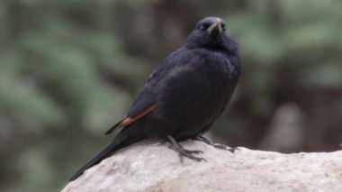 Tristram grackle duran kayanın üzerine siyah