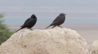 Kayanın üzerinde oturan iki küçük siyah kuş