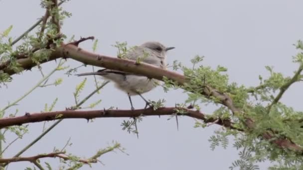 Blackstart Pájaro Pie Una Rama — Vídeo de stock